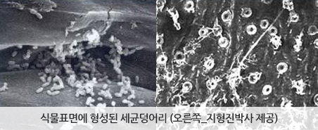 식물표면에 형성된 세균덩어리 (오른쪽_지형진박사 제공)